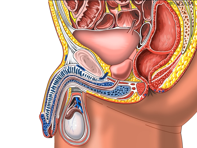 Homeopathic solutions for Male Sexual Disorders